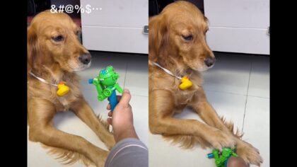 dog gets fed up with lollipop toy