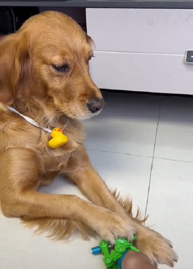 Dog Finally Had Enough With Lollipop Toy Trick