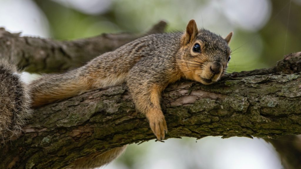 Chilled Out Critters Squirrels Find Relief from Heatwave with Fan