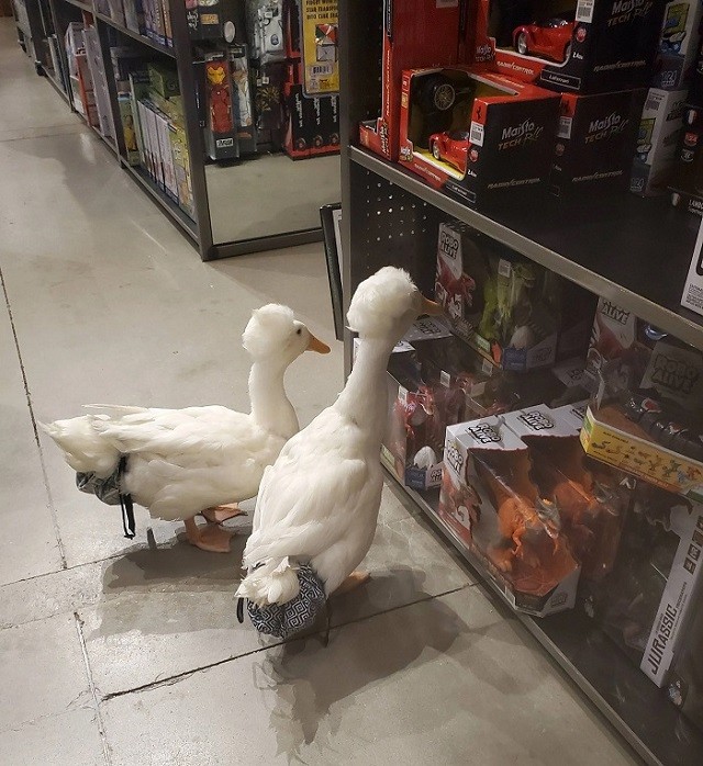 "Afro" Duck Brothers Love Sightseeing And Window Shopping