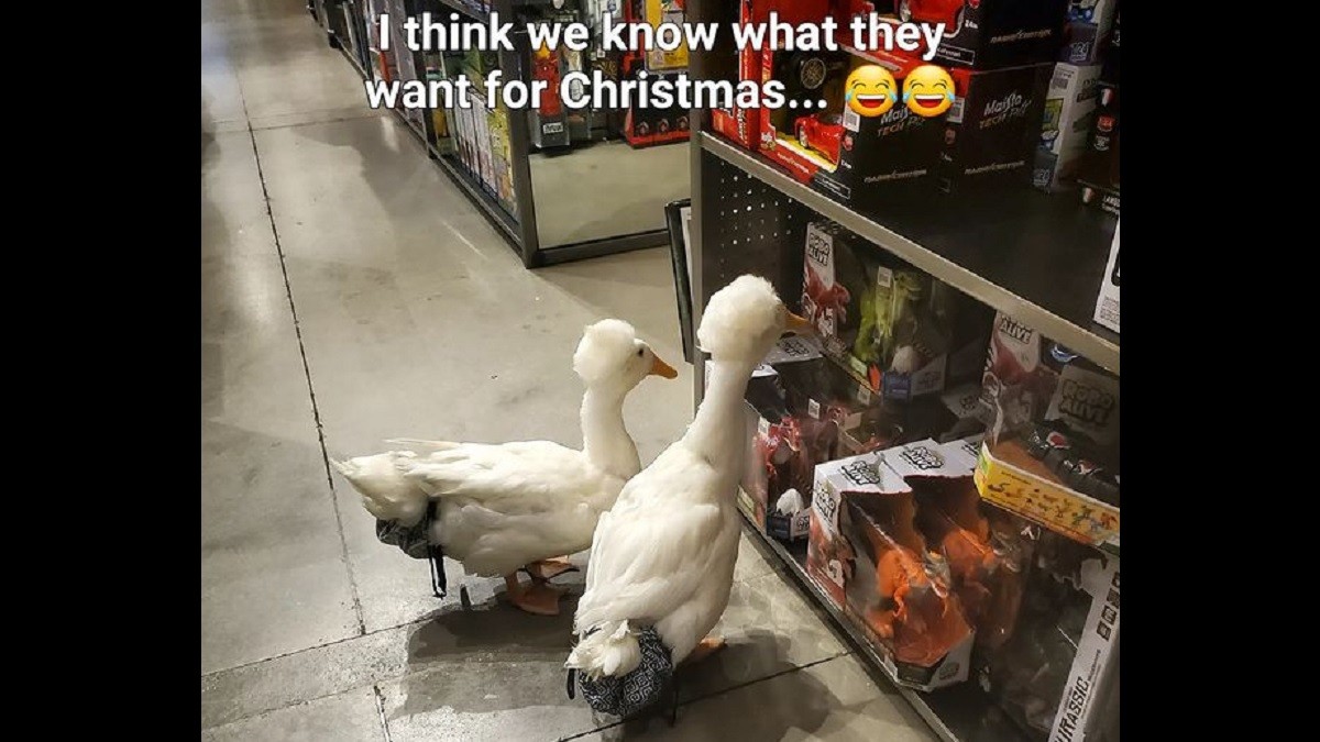 afroducks crested duck brothers go shopping