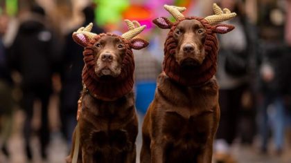 chocolate labs in reindeer costumes draw crowd