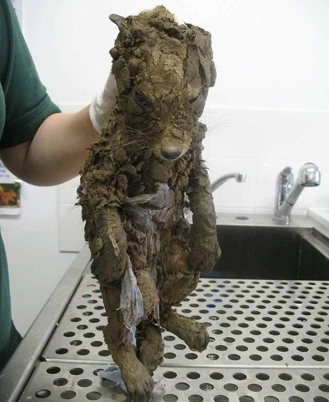 Mystery Creature Caked in Mud