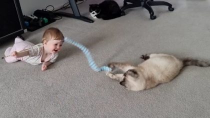 Baby Giggles Hysterically After Discovering How To Play With Cats