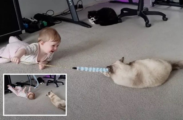 Baby Giggles Hysterically After Discovering How To Play With Cats