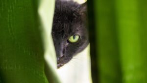 black cat spying