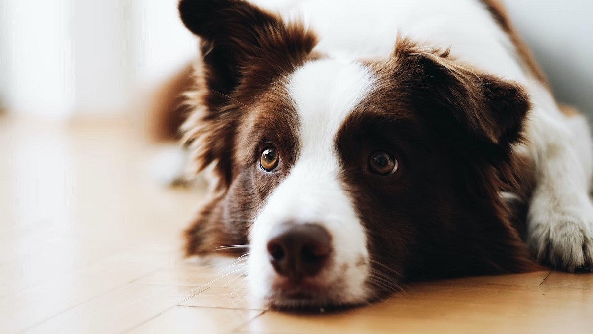 border collie