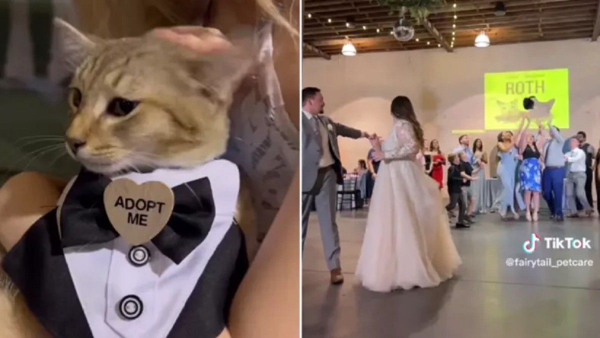 wedding cat toss