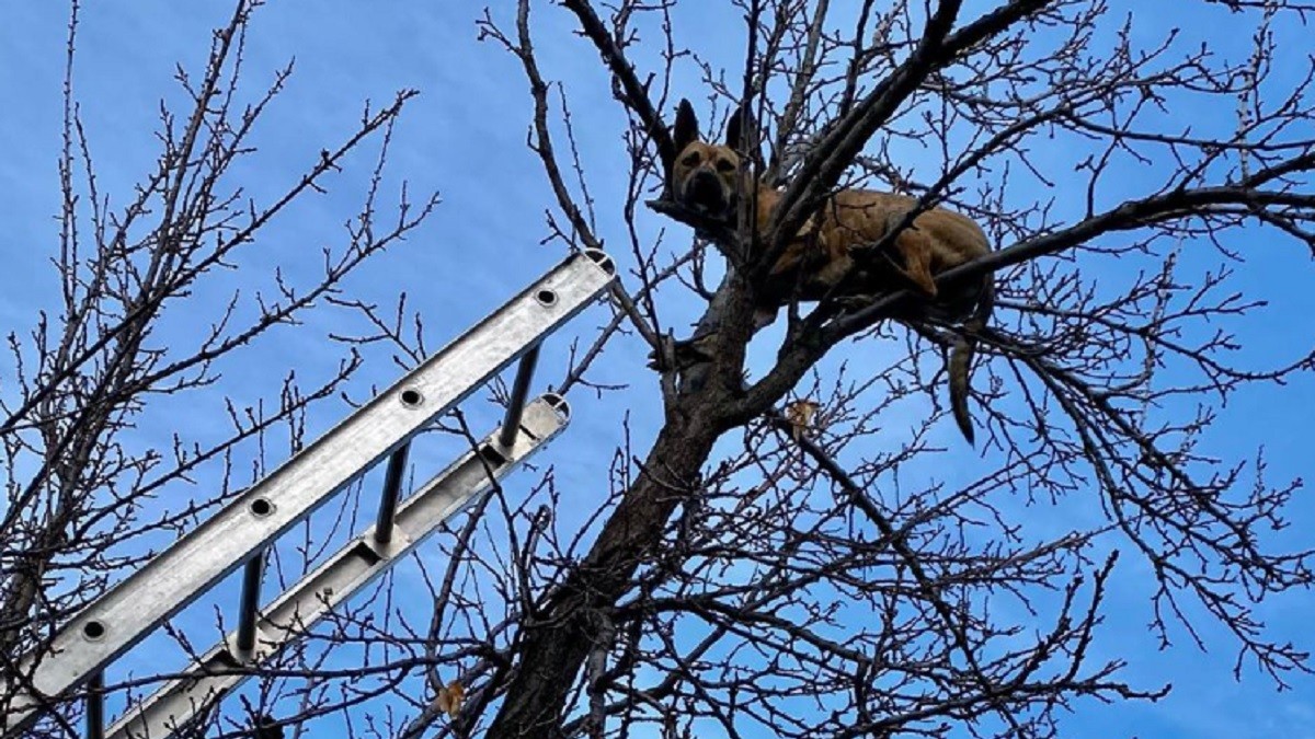 Dog Chases After Squirrel And Gets Stuck In Tree