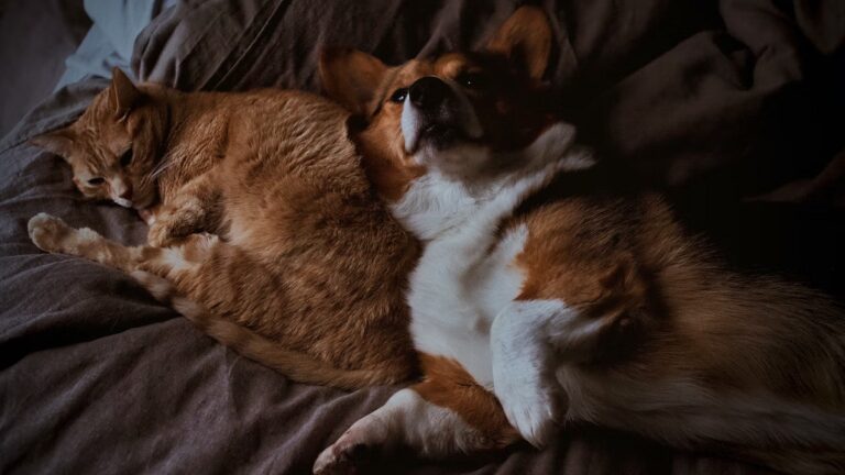 dog cat pillow