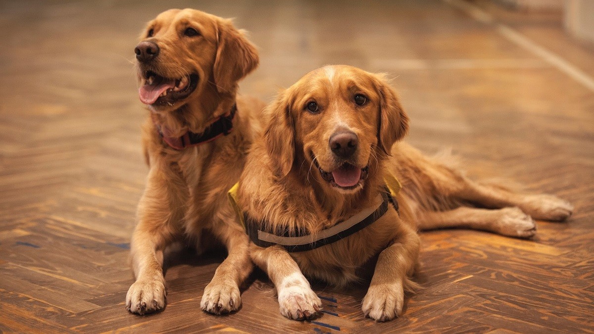 golden retrievers