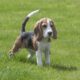 beagle dog puppy pet cute 3877115