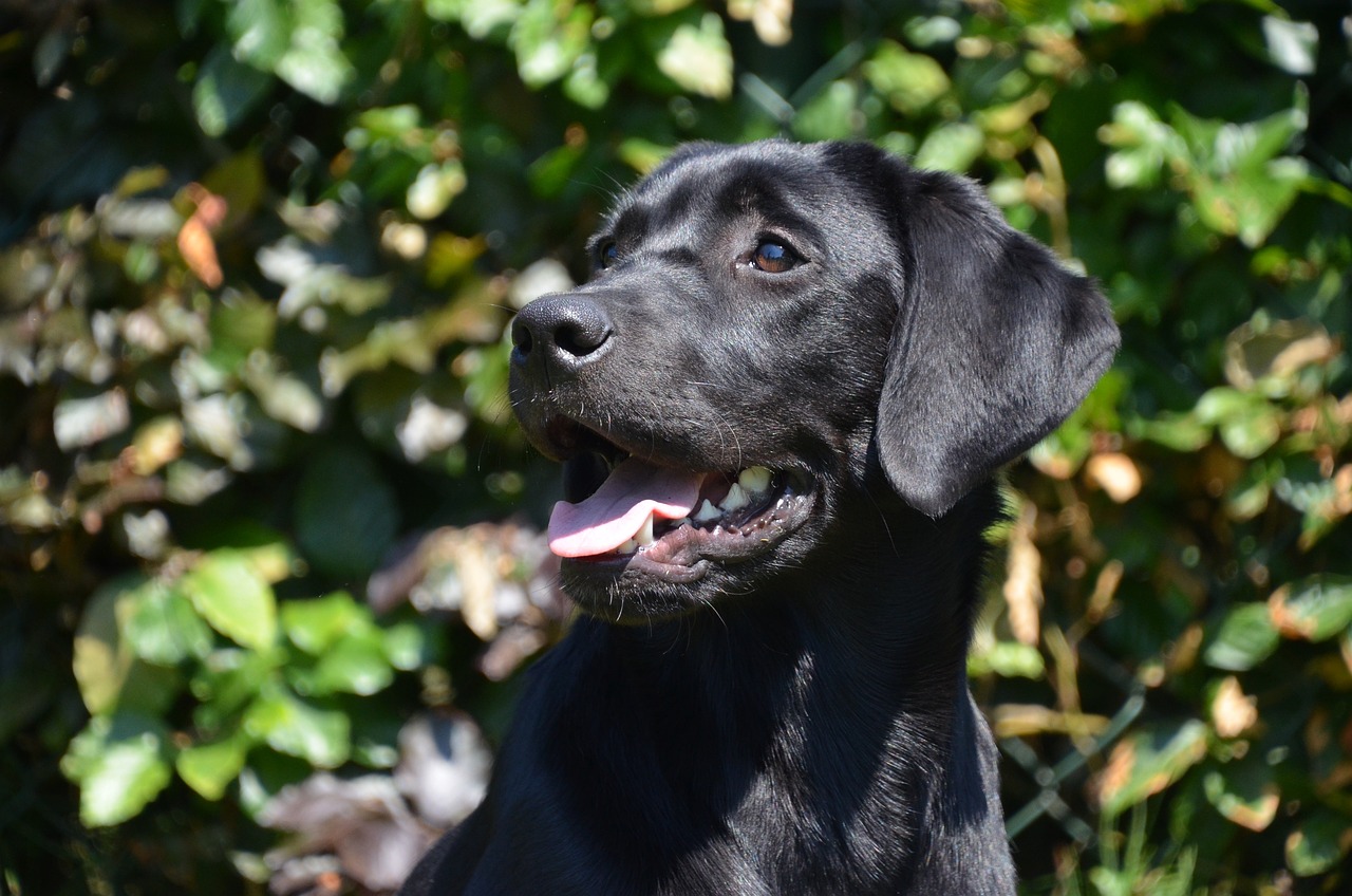 black lab happy dog young 3003839