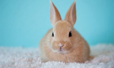 cute baby bunny rabbit pet easter 2500929
