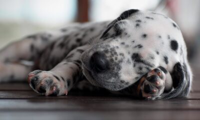 dalmatian puppy animal pet canine 7508077