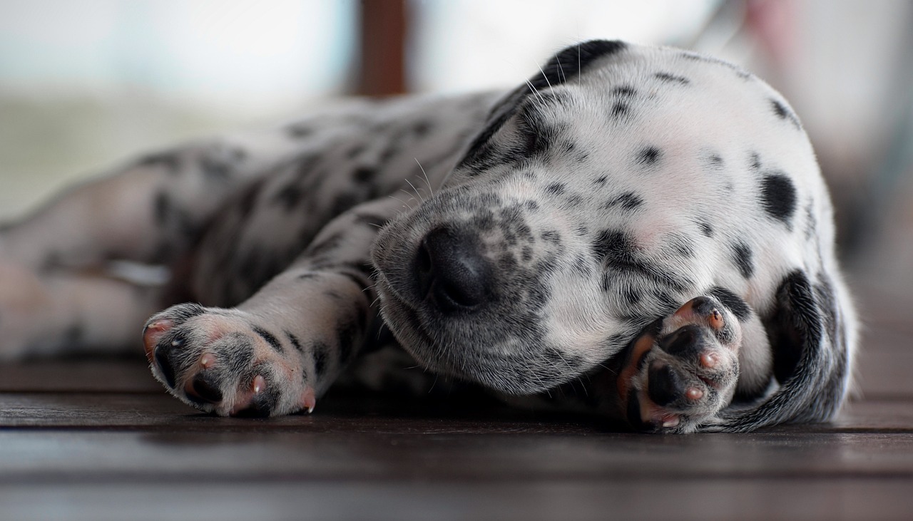 dalmatian puppy animal pet canine 7508077