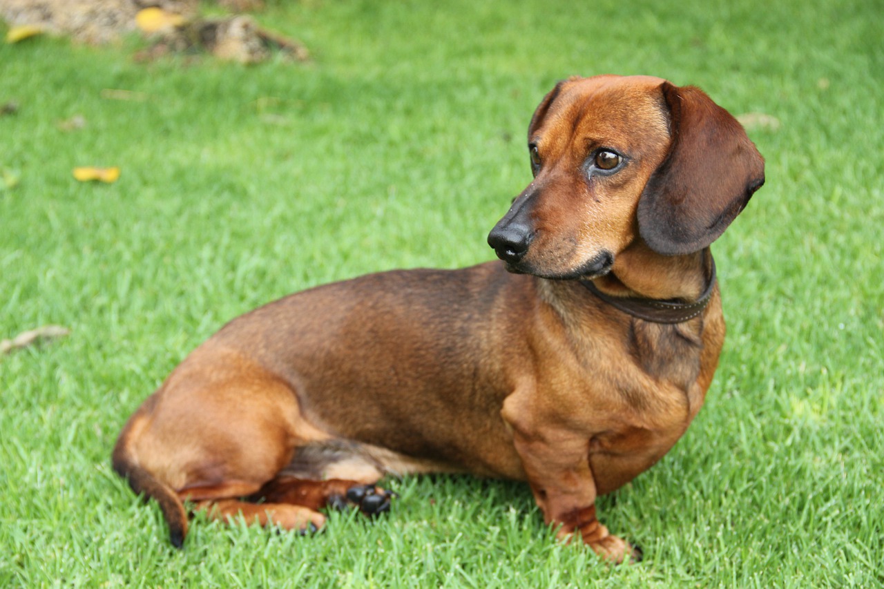 dog puppy dachshund wiener pet 7761151