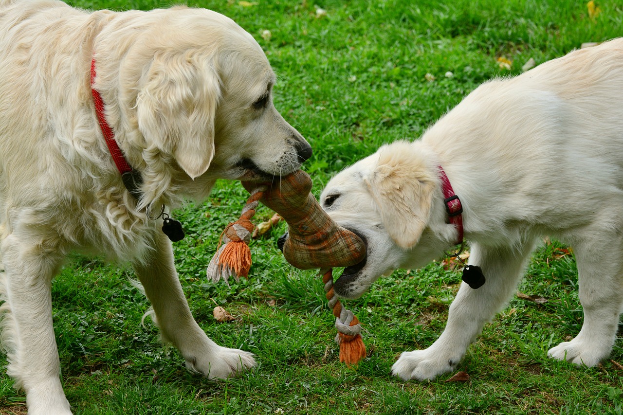 dogs golden retriever playing dogs 2556820