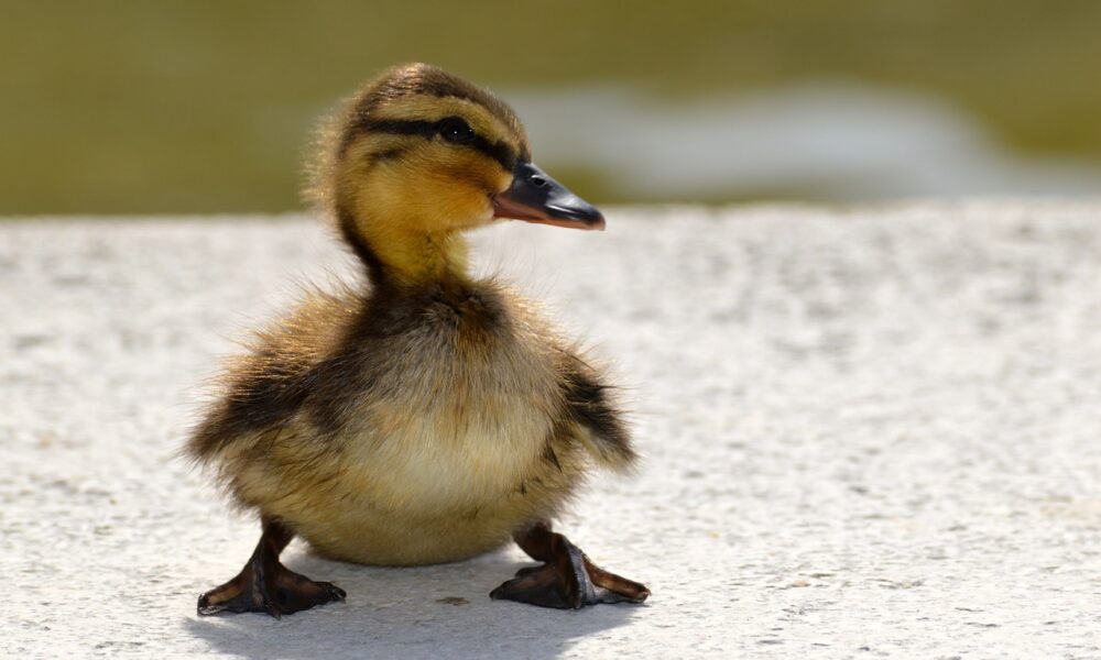 duckling flakes lakeside water bird 3399985