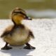 duckling flakes lakeside water bird 3399985