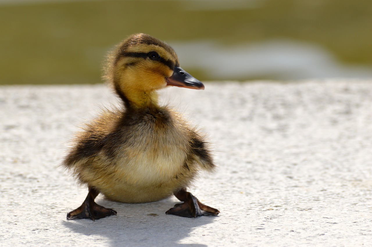 duckling flakes lakeside water bird 3399985