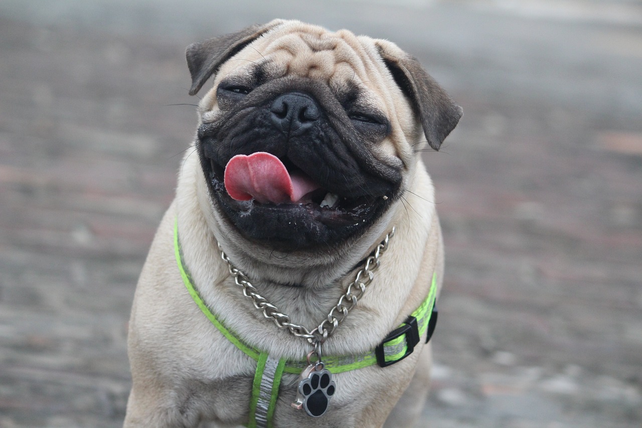 funny expression pug cute dog 2494538