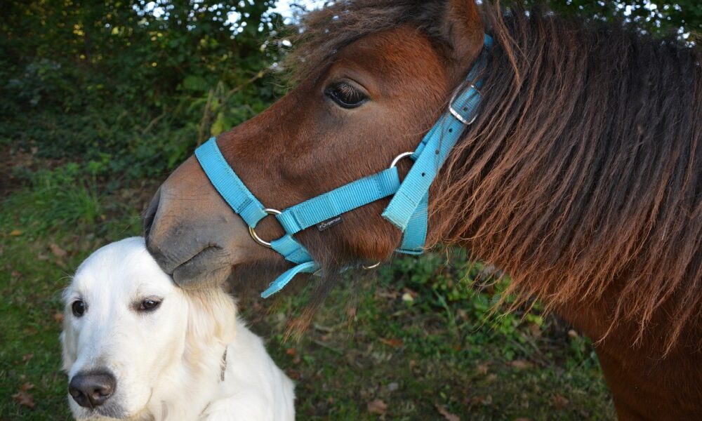 kiss shetland pony 2768726