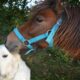 kiss shetland pony 2768726
