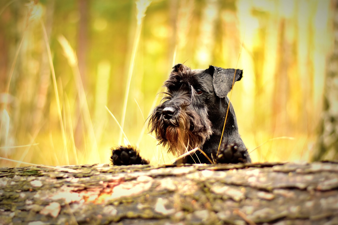 miniature schnauzer black dog 1923470