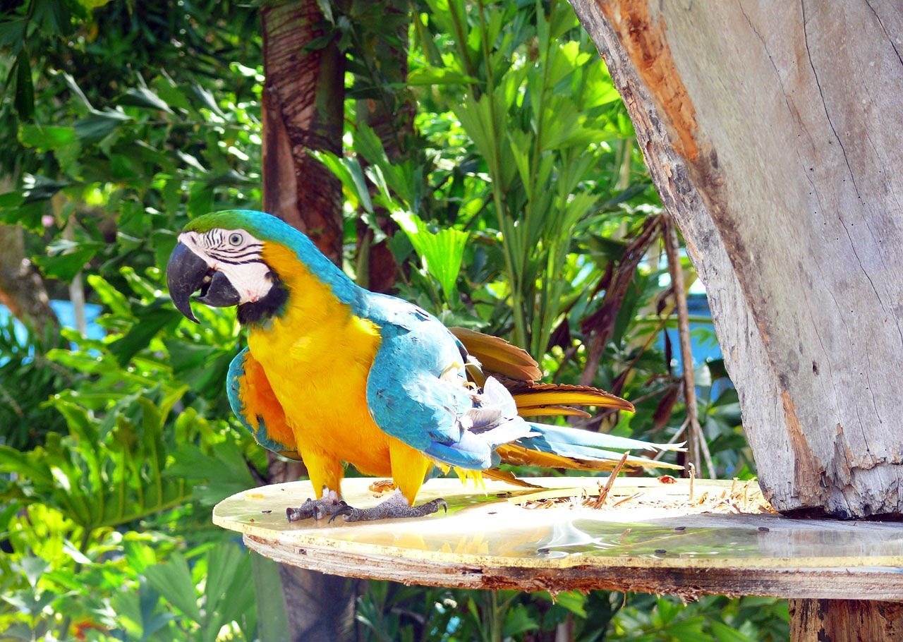 parrot colorful bird tropical wild 88951