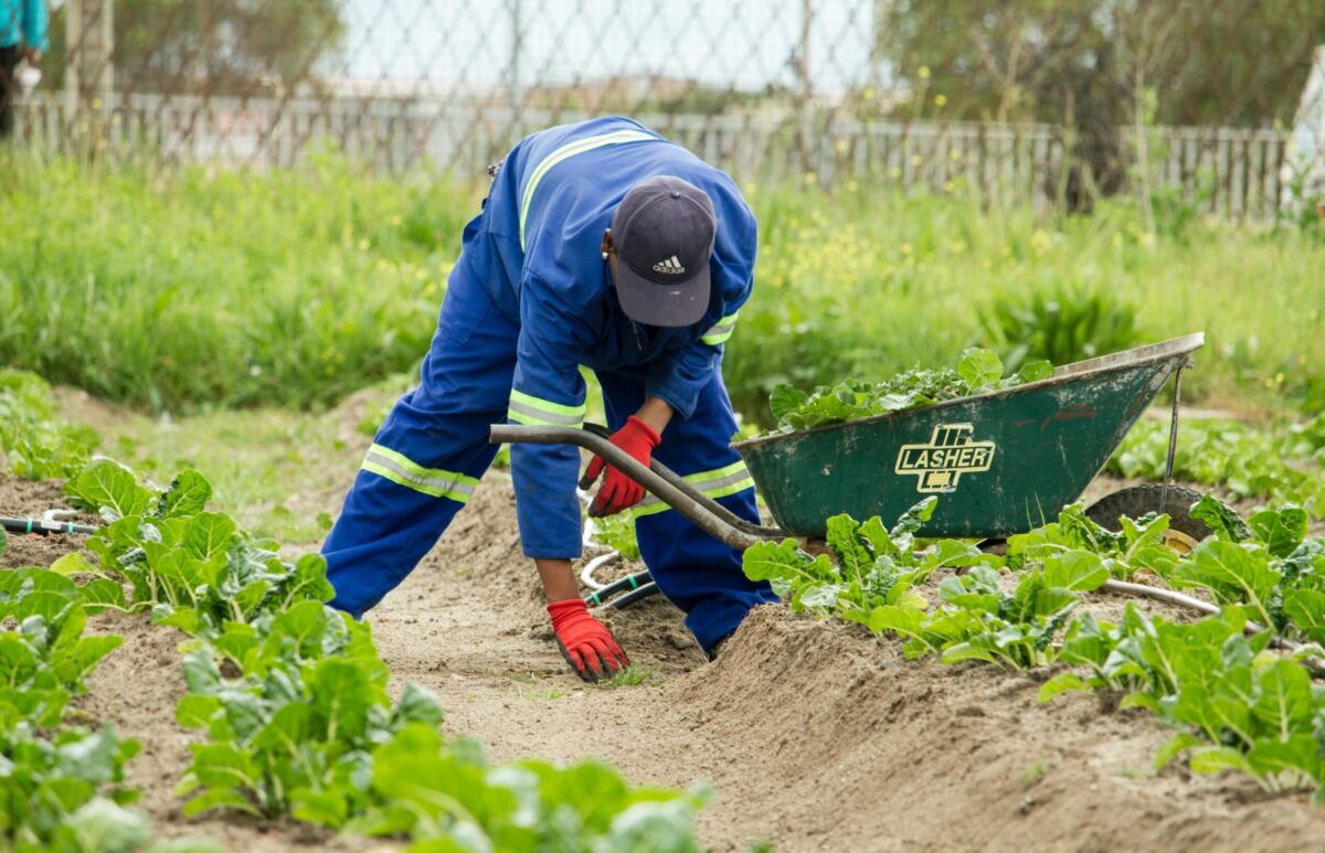 Pulling weeds