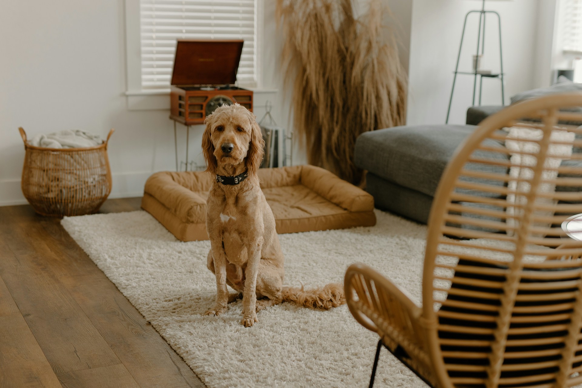 Bearded Goldendoodle Shows Off His New Unique Hair Style - :) Healthy ...