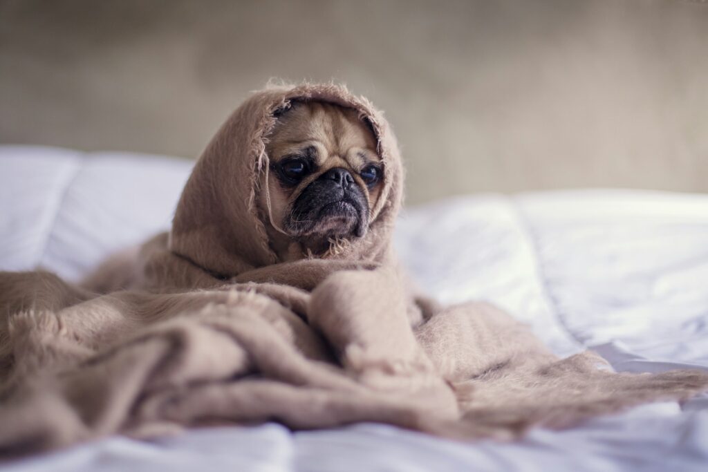 Sharing A Bed Can Be Challenging: Man's Pug-filled Mornings 