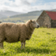 Fiona the Sheep Expecting Twins After Rescue