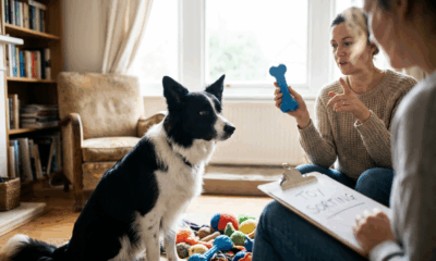 Gifted Dogs Learn Words Just by Listening In