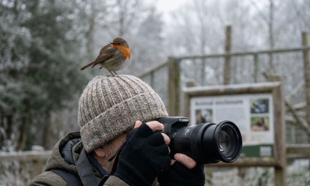 Photographer Shares Magical Robin Encounter