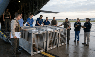 Lions and Tigers Relocated to US Sanctuaries