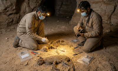 Mummified Cheetahs Offer Hope for Arabian Rewilding
