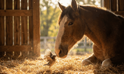 Budweiser Clydesdale Ad Warms Super Bowl Hearts