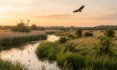 Knepp Estate’s Birdlife Soars Thanks to Rewilding