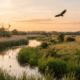 Knepp Estate’s Birdlife Soars Thanks to Rewilding