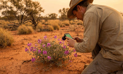 Rare Outback Plant Rediscovered by Nature Enthusiast
