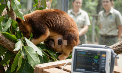 Pouch Cam Reveals Endangered Tree Kangaroo Baby