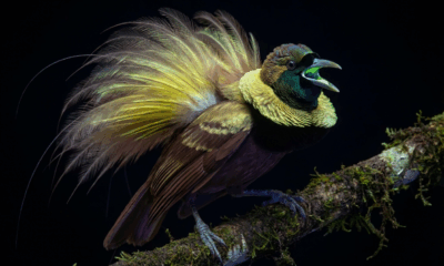 Birds-of-Paradise Light Up With Hidden Glow