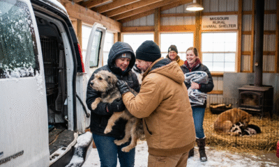 Rescued Dogs Find Warmth and New Beginnings