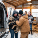 Rescued Dogs Find Warmth and New Beginnings