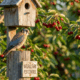 Tiny Kestrels Help Keep Cherry Orchards Thriving