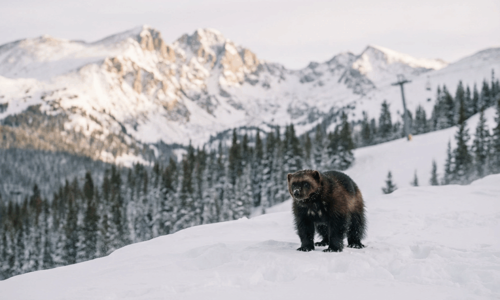 Wolverines Make a Comeback in Colorado