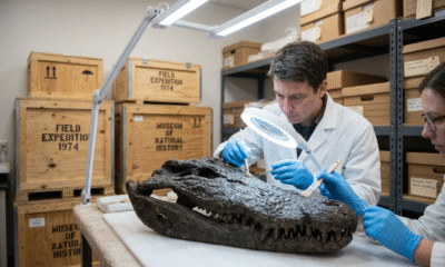 Serendipitous Fossil Rediscovery Reveals Epic Swim