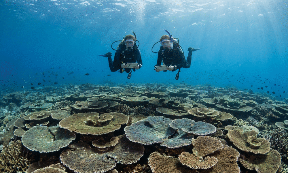 Mother-Daughter Duo Uncovers Massive Reef Coral Giant